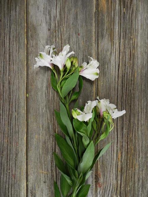 HIMALAYA WHITE ALSTROEMERIA